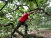 The UK’s perfect climbing tree is given the name Mr Silly Arms