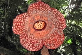 World's biggest flower, named Rafflesia, hangs off a branch in the forests of Ulu Geroh in northern Perak state on August 9, 2009. (Image: SARAH STEWART/AFP via Getty Images)