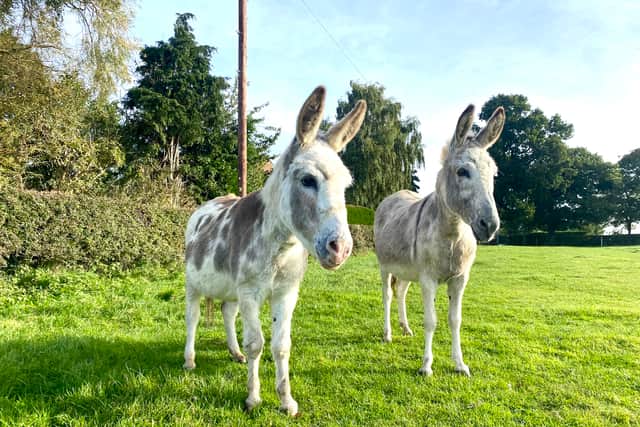Daisy and Dora are both doing well at The Donkey Sanctuary (Photo: The Donkey Sanctuary/Supplied)