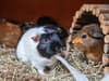 Guinea Pig Awareness Week: RSPCA tackling big spike in number of tiny pets 'cruelly abandoned'