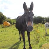Ebony the mule, who had to be put down, and her two donkey companions were found living in a paddock full of poisonous ragwort (RSPCA/Supplied)