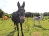 RSPCA: Woman loses neglect conviction appeal over donkeys found in 'hazard-strewn' field full of toxic plants