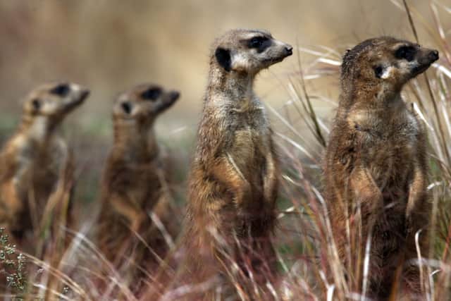Researchers are investigating if meerkats can detect emotions such as happiness, sadness or anger from people, and then adapt their behaviour accordingly (Photo: David Cheskin/PA Wire)