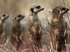 Can zoo animals tell how we feel? Researchers looking into whether meerkats pick up on human emotions
