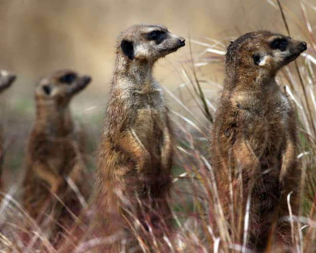 Researchers are investigating if meerkats can detect emotions such as happiness, sadness or anger from people, and then adapt their behaviour accordingly (Photo: David Cheskin/PA Wire)