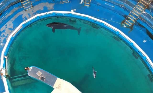 This is the tank Lolita and Li'i the dolphin shared for many years (Peta/Supplied)