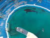 Lolita the orca: activists condemn Seaquarium sending orca's only companion to SeaWorld - instead of sanctuary