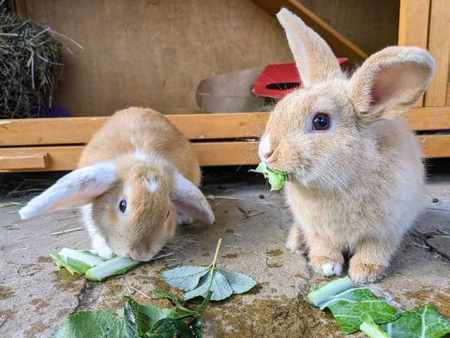 Squirrel and Bear are brothers needing a home at the Wimbledon, Wandsworth and Sutton branch - rescued from a large multi-animal home when the owner became overwhelmed (RSPCA/Supplied)