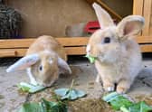 Squirrel and Bear are brothers needing a home at the Wimbledon, Wandsworth and Sutton branch - rescued from a large multi-animal home when the owner became overwhelmed (RSPCA/Supplied)