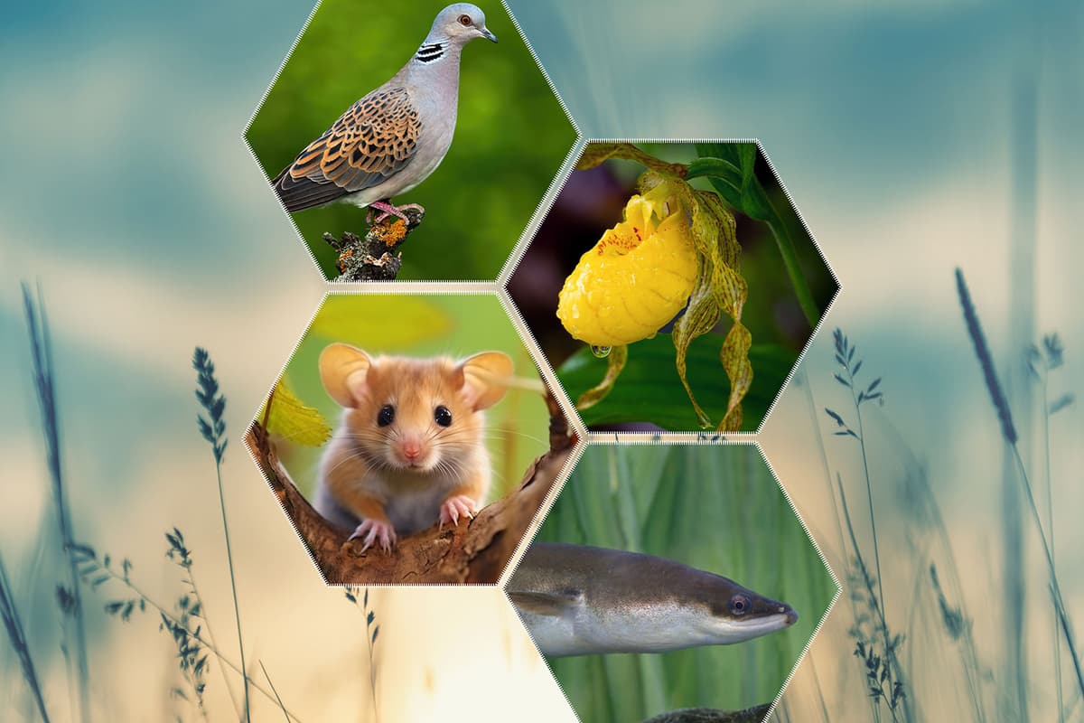Nature Brit One in six species at risk of being lost from Great Britain