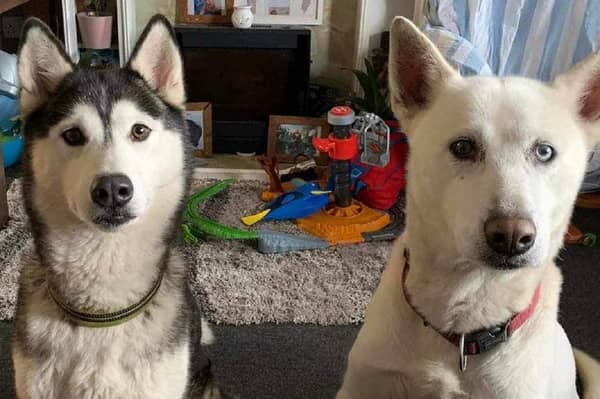 Mum Vee Nenna Ryan has been tirelessly searching for her precious pooches who disappeared after being let out of their home in Skeyton, Norfolk