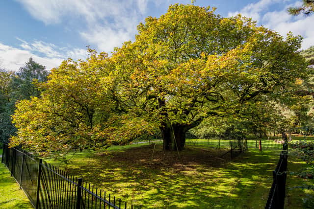 The Allerton Oak, Calderstones Park, Liverpool (Woodland Trust/PA)
