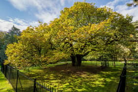 The Allerton Oak, Calderstones Park, Liverpool (Woodland Trust/PA)