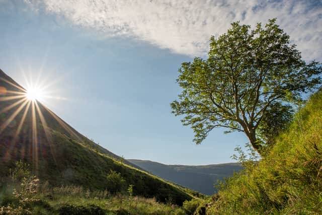 The Survivor Tree, in Carrifran Valley in the Borders (Woodland Trust/PA)