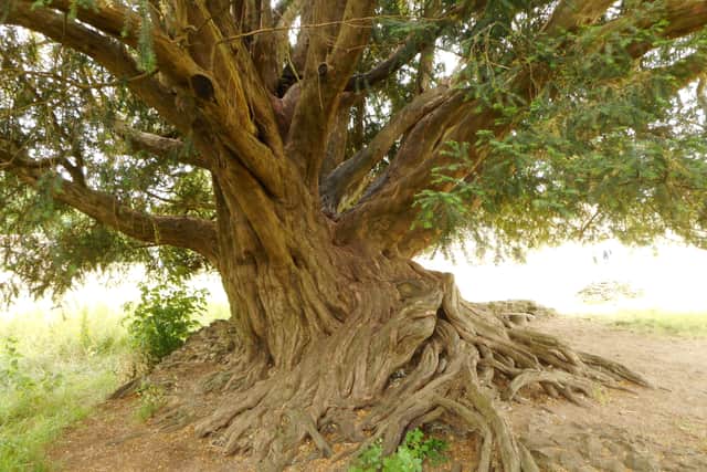 The gnarled roots of the Waverley Abbey Yew, believed to be more than 500 years old, in the grounds of a ruined abbey (Photo: PA Wire)