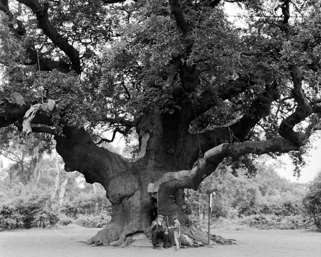 The Major Oak in Sherwood Forest, circa 1955 (Photo by Three Lions/Getty Images)