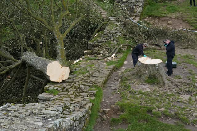 Forensic investigators from Northumbria Police examine the felled Sycamore Gap tree, on Hadrian's Wall in Northumberland (Photo: Owen Humphreys/PA Wire)
