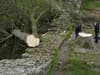 Sycamore Gap Tree: iconic downed tree may be able to live on through its shoots - but it 'won’t be the same'