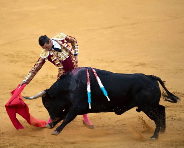 Spanish matador Jose Maria Manzanares performs a pass with a muleta on a bull during a bullfight at the Malagueta bullring in Malaga (Photo by JORGE GUERRERO/AFP via Getty Images)