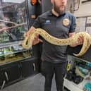 One of the two pythons rescued by RSPCA staff (RSPCA/Supplied)