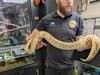 Snakes in West Sussex: RSPCA hunting for rumoured third giant snake - after two more pythons rescued