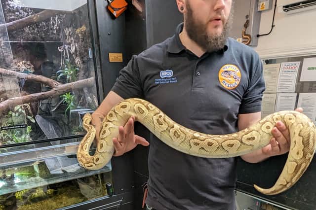 One of the two pythons rescued by RSPCA staff (RSPCA/Supplied)