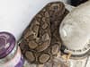 Woman shocked to find ‘abandoned’ five-foot long snake curled up in family’s kitchen in London