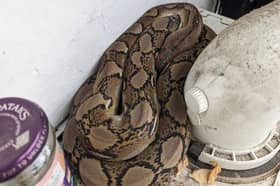 A woman was shocked to discover a five-foot long snake in the family’s kitchen at her home in London. 