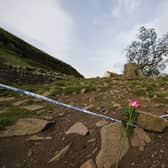 A flower placed by the felled tree at Sycamore Gap (Photo: Owen Humphreys/PA Wire)