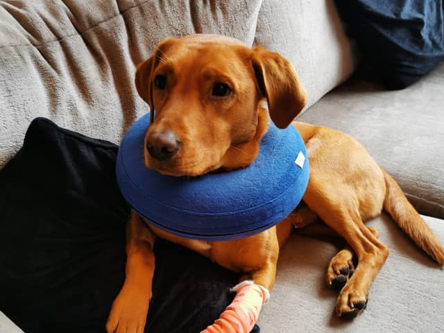 Reggie recovering at home after cutting his paw open (PDSA/Supplied)