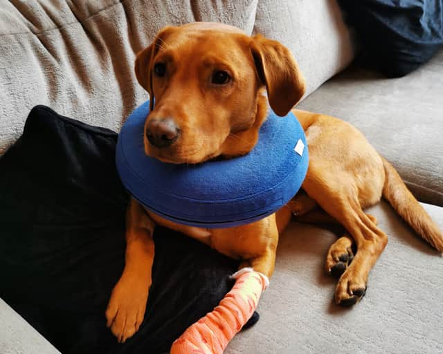 Reggie recovering at home after cutting his paw open (PDSA/Supplied)