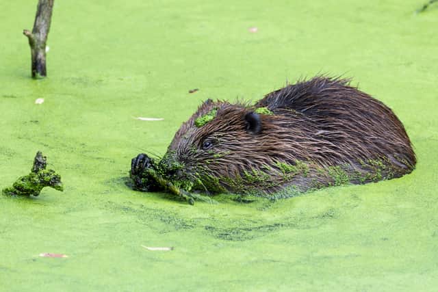 This baby beaver is thought to be the first born in London in hundreds of years (Photo: Colin Pressland/Enfield Council)
