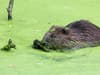 Enfield beavers: London welcomes first bouncing baby beaver in 400 years as rewilding project pays off