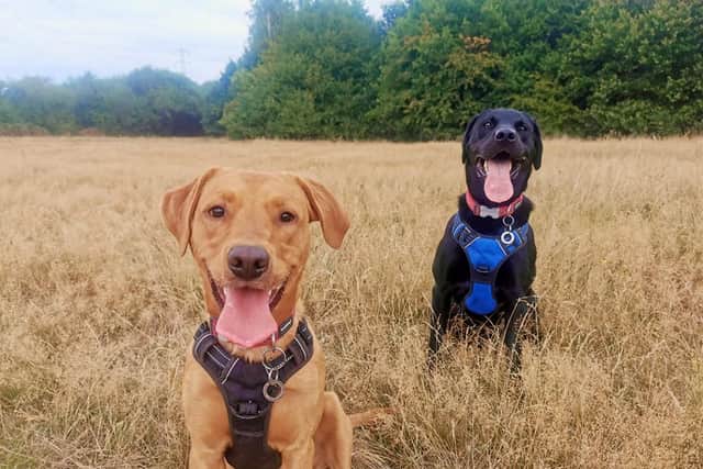 Reggie and his 'brother' Ronnie (PDSA/Supplied)