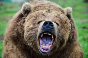  Two people were killed after an attack by a grizzly bear in Western Canada. 