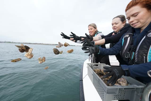 Members of the Wild Oysters Project (backed by the Zoological Society of London, Blue and British Marine) release the last of the 10,000 molluscs at Sunderland Marina, which will inhabit a newly created reef (Photo: Owen Humphreys/PA Wire)