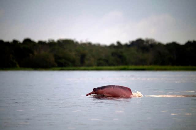 An Amazon pink dolphin at the Amana Lake at Amana Sustainable Development Reserve in Amazonas state, Brazil   (Photo: MAURO PIMENTEL/AFP via Getty Images)