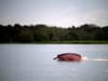 Amazon river dolphins: 120 iconic pink dolphins found dead in Brazilian Amazon - as water temperatures soar