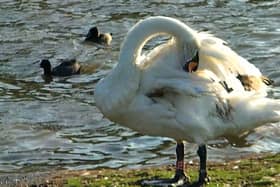 The RSPCA has launched an investigation after a male swan was shot dead in a Sunderland park last week. (RSPCA/PawsForThought)