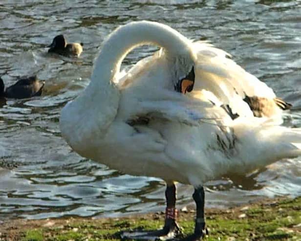 The RSPCA has launched an investigation after a male swan was shot dead in a Sunderland park last week. (RSPCA/PawsForThought)