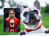 Lady Gaga ruled in favour of a $500,000 lawsuit over the ‘rescue’ of her dognapped French bulldogs