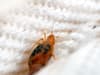 What kills bed bugs? How to get rid of them, how to check for bed bugs, what do their bites look like?