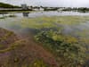 What is blue-green algae? What causes it, symptoms, is it toxic to dogs and humans - what’s happened to Lough Neagh