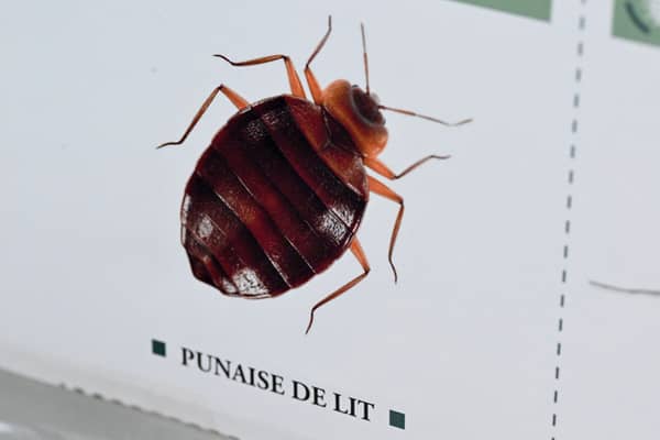 An image of a bedbug on display at the Hygiene Premium pest control shop in Paris (Photo: MIGUEL MEDINA/AFP via Getty Images)