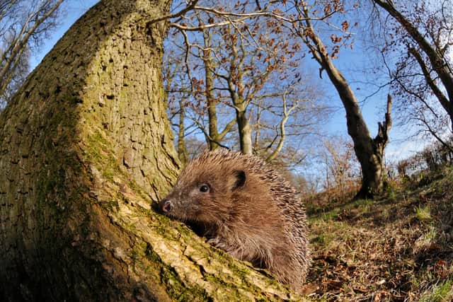 Hedgehogs are taking part in an urgent hunt for insects right now, before hibernation (Wildlife Trust/PA Wire)