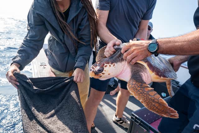 Marine specialists prepare to release Iona, a loggerhead turtle, that was found washed up on a beach in Scotland last year over a thousand miles from her natural habitat, back into the Atlantic Ocean (Photo: Ben Birchall/PA Wire)