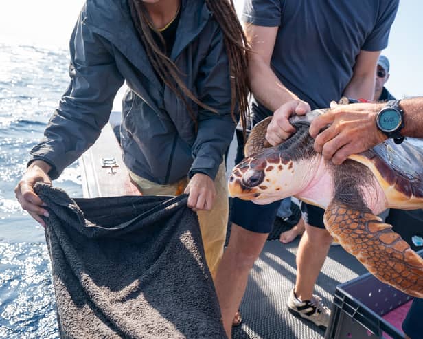 Marine specialists prepare to release Iona, a loggerhead turtle, that was found washed up on a beach in Scotland last year over a thousand miles from her natural habitat, back into the Atlantic Ocean (Photo: Ben Birchall/PA Wire)