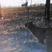 The 'big cat' caught on trail camera in Kent in 2013 (Dragonfly Films / SWNS)