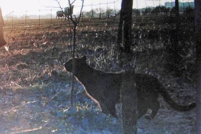 The 'big cat' caught on trail camera in Kent in 2013 (Dragonfly Films / SWNS)