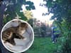XL Bully: Ring doorbell captures moment dog kills cat in its owner's front garden